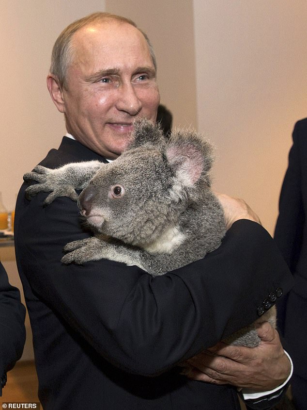 Russian President Vladimir Putin holds a koala before the G20 Leaders Summit at the sanctuary in Brisbane in November 2014.