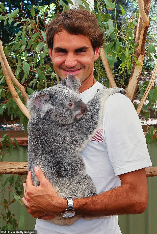 Tennis player Roger Federer poses with a koala during a visit to the sanctuary on December 29, 2013