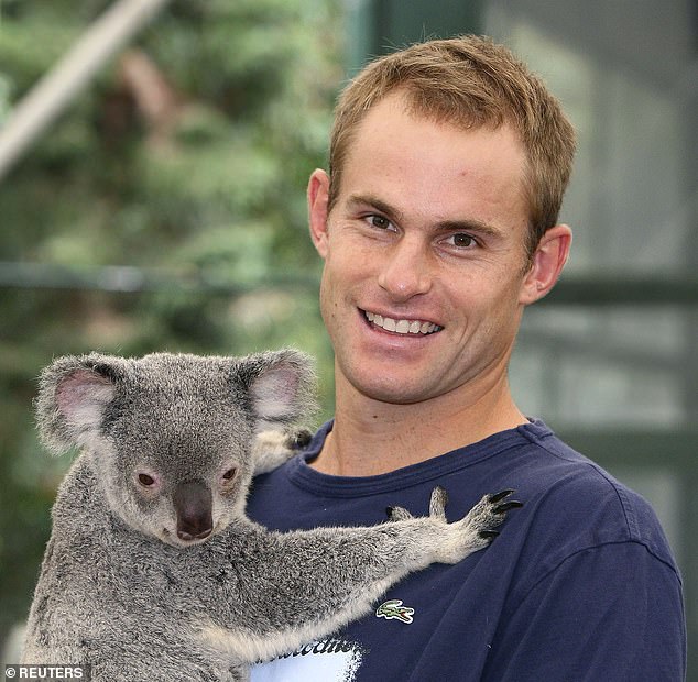 Tennis player Andy Roddick holds a koala during a media event at the Lone Pine Koala Sanctuary in January 2010.