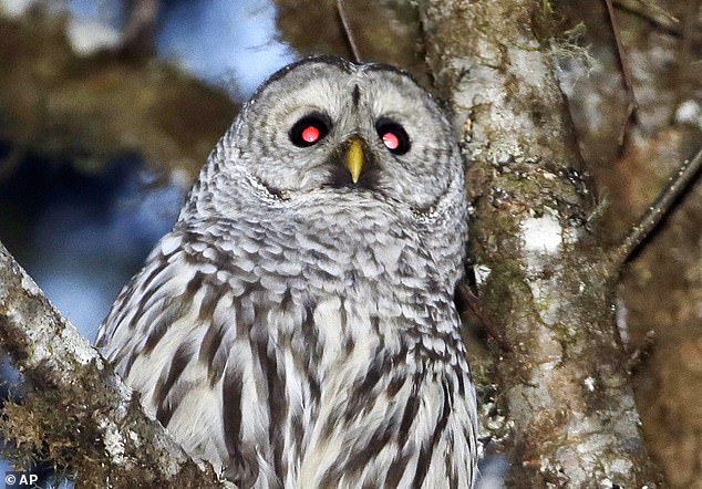 A barred owl is pictured in the woods outside Philomath, Oregon, in December 2017. To save the endangered spotted owl, U.S. wildlife officials are adopting a controversial plan to deploy trained marksmen.