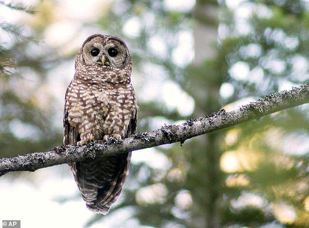 Above, an endangered California spotted owl stares at human observers in the Tahoe National Forest in California, July 12, 2004.