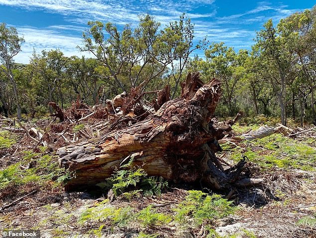 Mr Burns's lawyers have argued that he was carrying out traditional indigenous land management practices.