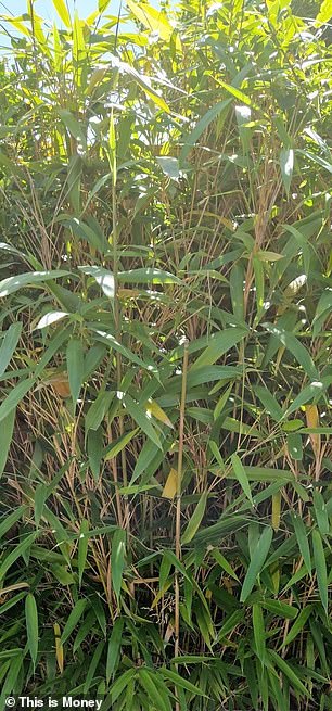 Another variety: This is the other bamboo in our garden.