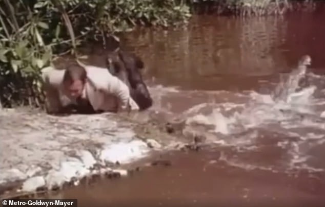 Outtakes show just how close stuntman Ross Kananga, who stood in for Bond (Roger Moore), came to coming into contact with the ferocious beasts.