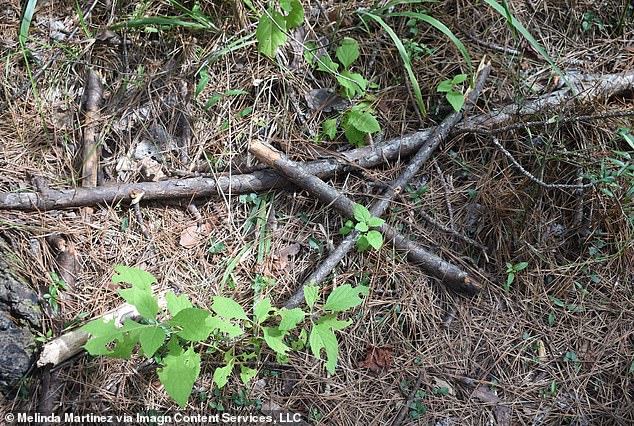 Interestingly, this encounter comes after previous reports of Bigfoot activity in the same forest. A Baton Rouge Bigfoot researcher found these sticks shaped like "X" placing a branch he said is typical of a marker used by Bigfoot in 2019