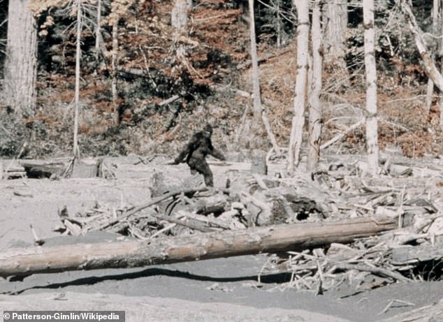 NOBRO Bigfoot expert Brian Terrell told Fox 25 that Oklahoma Sasquatches typically stand 8 feet tall. He said his expeditions have found massive footprints of the gigantic creatures (pictured: 'Bigfoot' in Eureka, California)