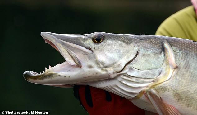 Muskelung are stealthy predators that hunt by ambush near brush and submerged logs and can live up to 30 years in the wild.