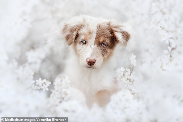 1720390067 167 Adorable pictures show Border Collies Australian Shepherds and Dalmatians artistically