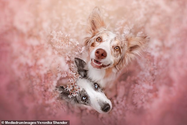 1720390067 698 Adorable pictures show Border Collies Australian Shepherds and Dalmatians artistically