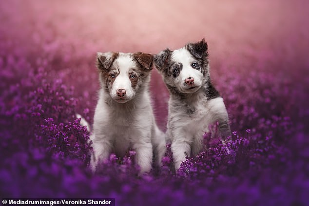 1720390069 303 Adorable pictures show Border Collies Australian Shepherds and Dalmatians artistically