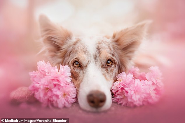 1720390070 948 Adorable pictures show Border Collies Australian Shepherds and Dalmatians artistically