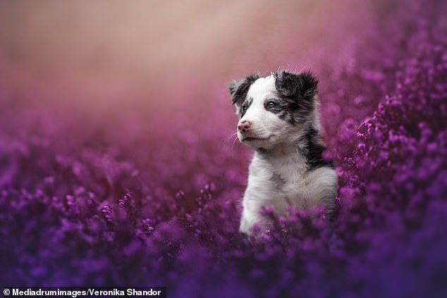 1720390073 836 Adorable pictures show Border Collies Australian Shepherds and Dalmatians artistically