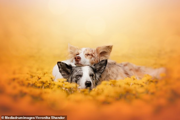 1720390075 47 Adorable pictures show Border Collies Australian Shepherds and Dalmatians artistically