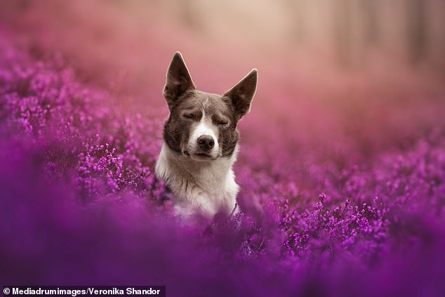 1720390076 341 Adorable pictures show Border Collies Australian Shepherds and Dalmatians artistically