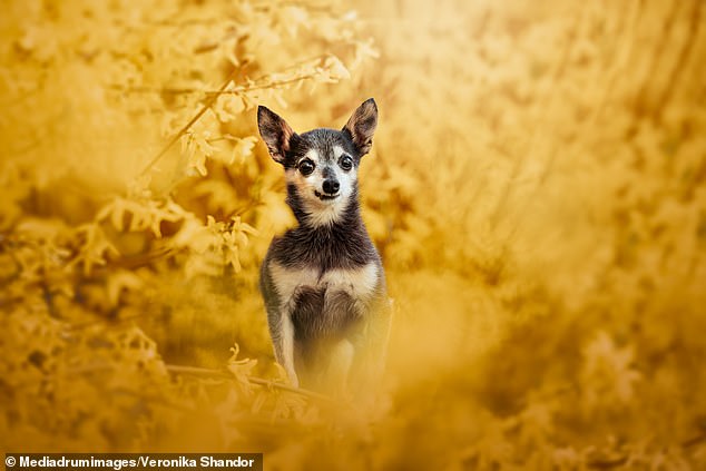 1720390079 322 Adorable pictures show Border Collies Australian Shepherds and Dalmatians artistically