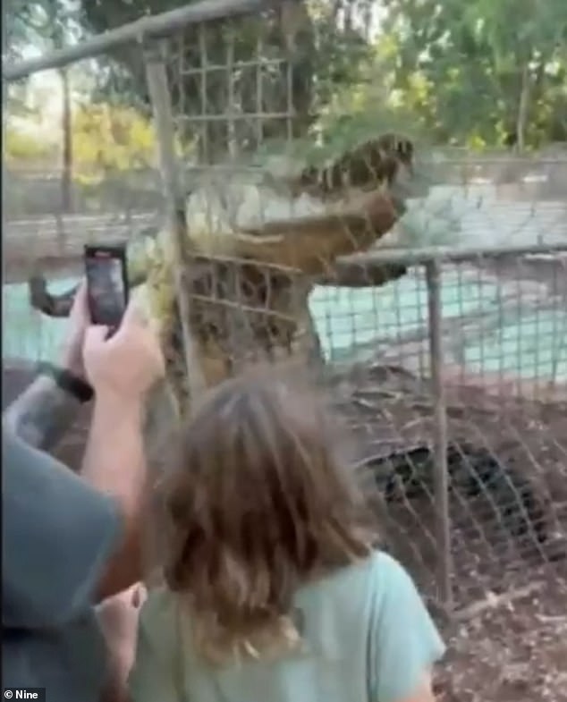 The saltwater crocodile tried to climb a wire fence at the sanctuary, which is home to about 600 crocodiles and alligators.