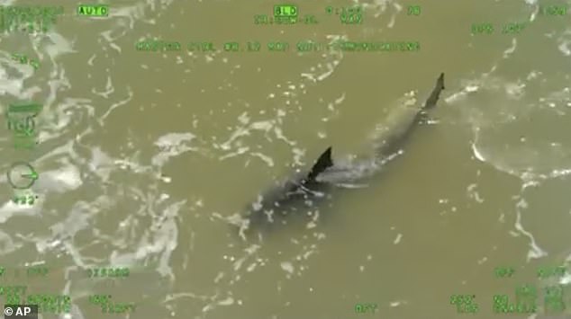 This image provided by the Texas Department of Public Safety shows a shark near the shoreline at South Padre Island, Texas, on Thursday, July 4, 2024.