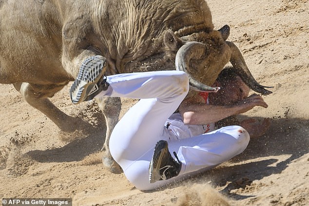 A bullfighter is run over by an angry bull in the bullring during a show after the first day of the San Fermin festivities in Pamplona