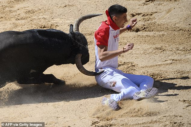 A bull attacks a bullfighter who fell to the ground during the ritual