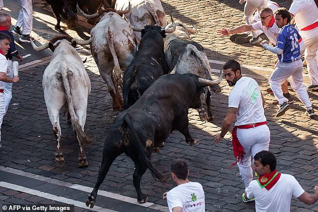 The animals travel from their corral to the bullring along the narrow streets of the old town over a route of 850 metres.