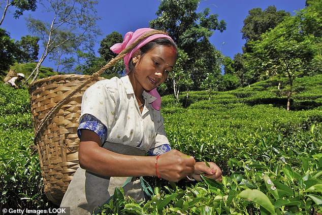 Mr Bezboruah predicts that the wholesale price of tea will rise by 16 to 20 percent this year due to the above-mentioned problems (pictured: Woman picking tea at Makaibari tea plantation, Darjeeling, West Bengal, India)