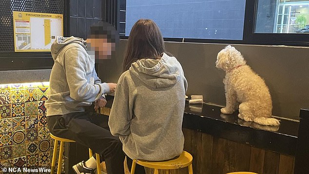 This comes after two of Guzman and Gomez's clients were criticised for allowing their pet dog to sit on a counter at the popular Mexican restaurant in Newtown. Photo: Supplied