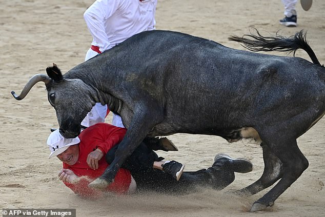 A contestant is hit by a young cow during a show after the second "confinement" (running of the bulls) of the San Fermin festivities in Pamplona