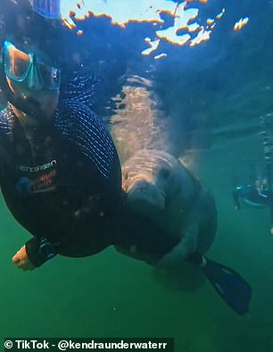 Kendra spends most of her days working at the Plantation Adventure Center in Crystal River, Florida as a manatee tour guide.