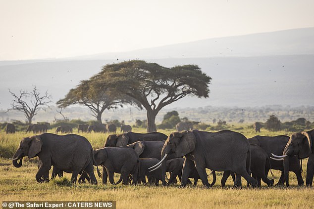 A female elephant can be over 3.3 metres tall at the shoulders, weigh up to 4 tonnes and run at speeds of up to 40 km/h. Male elephants can weigh two tonnes more and measure up to 4 metres at the shoulders.