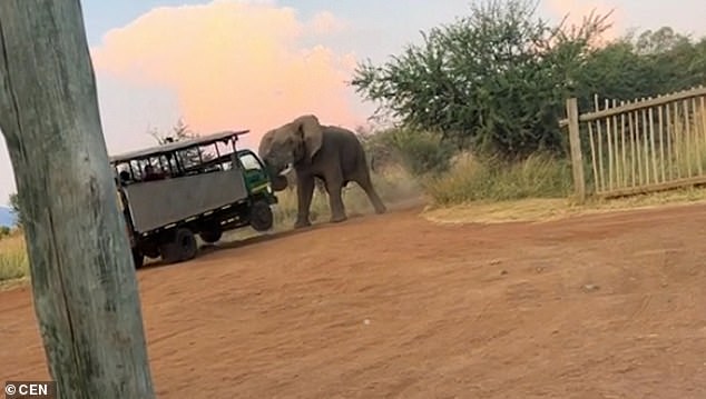 An elephant is seen lifting a tourist vehicle in Pilanesberg National Park