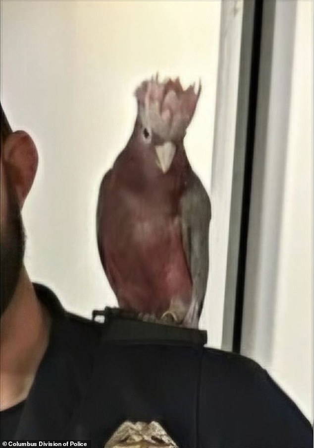 A bird that escaped from the store after the robbery is perched on an officer's shoulder.