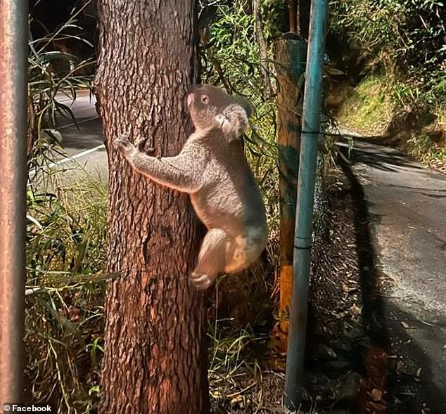 Despite the efforts of a local veterinary hospital, the koala died from its injuries just hours after being spotted.