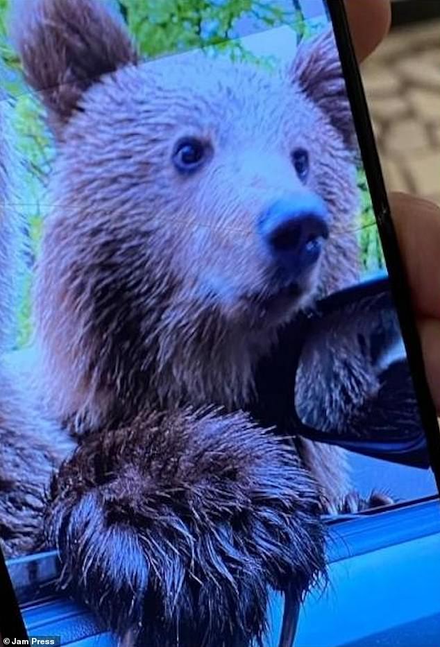 After deciding she wanted to take a selfie with the bear, she rolled down her car window, but one of the predators had jumped on its hind legs.