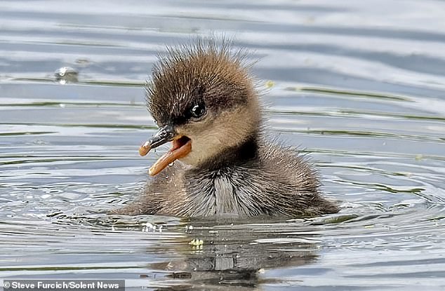 A hooded merganser duckling is seen during its first bath, which takes place 24 hours after hatching.