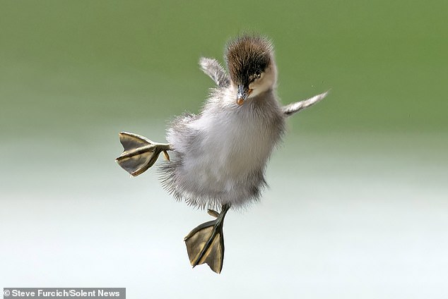 A Hooded Pochard duckling floats in the air after diving from the nest.