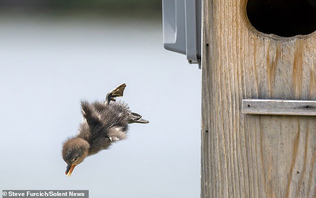 A duckling is seen diving from its nest in Bavaria Lake, Minnesota.