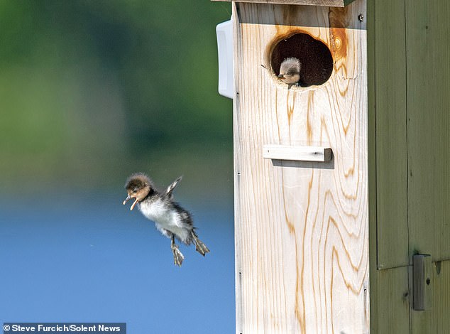 Hooded merganser chicks, which dive for small fish to survive, will jump more than 50 feet from the nest to be with their mother.