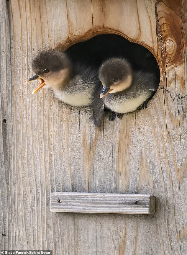 A mother duck will call to her young, causing the fuzzy chicks to rush to the nest entrance.