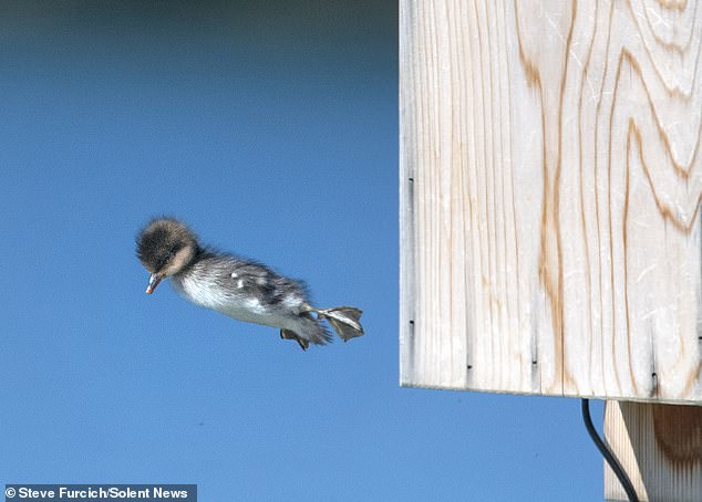 Ducks launch themselves from a nest box into the water on a Bavarian lake