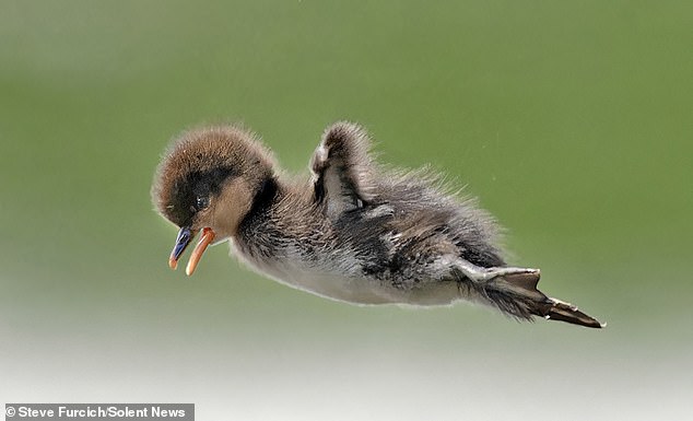 Photographer Steve Furcich captured this duckling in flight as it dove in to join its mother in the water for the first time.