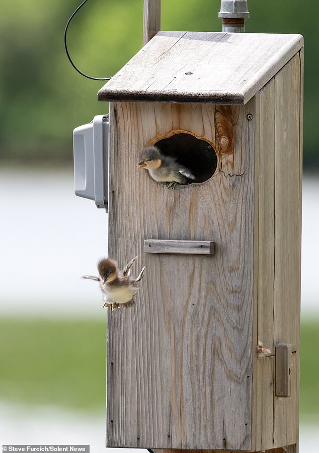 Ducklings will leave the nest within 24 hours of hatching, after their mother checks the surrounding area for possible threats.