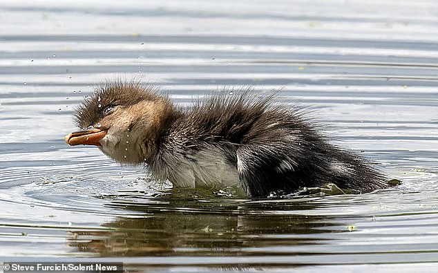 Pictured here is a Hooded Pochard duckling taking its first swim near Lake Bavaria in Minnesota.