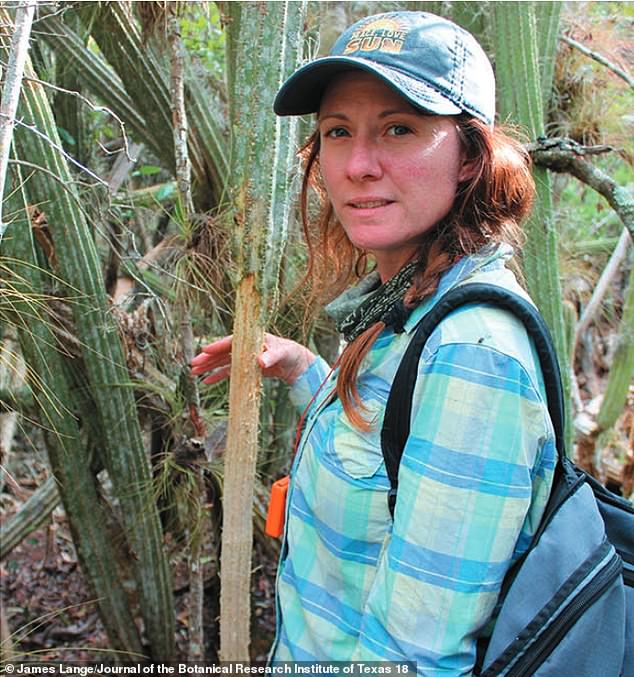 The telltale tooth marks and the stripping of the plant of its precious freshwater reserves extended up to four feet above the ground in some cases (as shown in the image above).