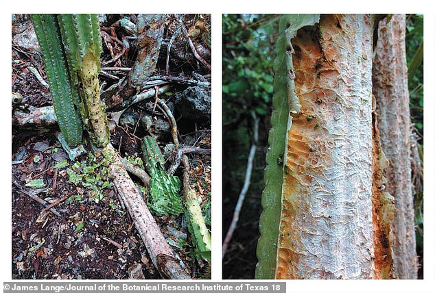 Recent damage from thirsty animals fragmented the cacti (left), and despite visible tooth marks on these now-extinct Key Largo cacti, the exact animal species that accelerated the plant's extinction managed to elude five entire months of wildlife camera traps in 2016.