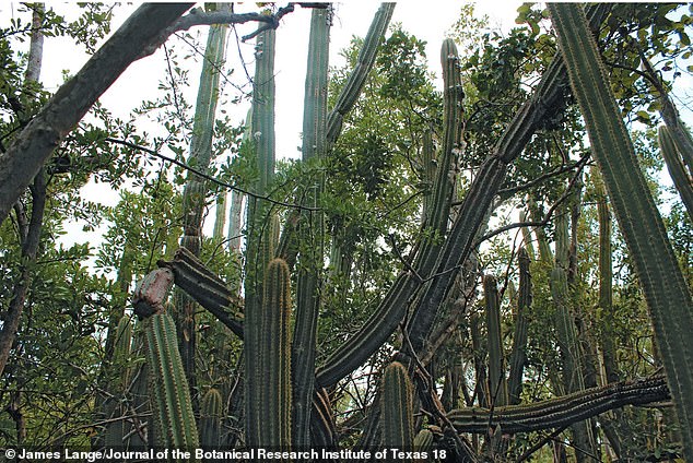 Above, an image of the towering Key Largo cactus in healthier, happier times.