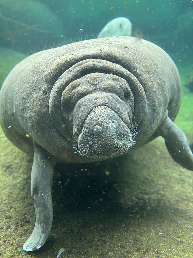 Manatees have had a hard time finding food in recent years, and because they can survive in fresh, brackish and salt water, they can travel hundreds of miles from home to find sustenance.