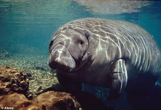 A resident captured video of the manatee swimming in Pembroke Pines Lake last week, about 10 miles from the Atlantic Ocean where the species typically resides.