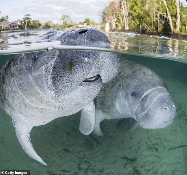 The manatee, Florida's official state freshwater mammal, is classified as a threatened species that is becoming extinct due to a declining food supply. The decline is due, in part, to algae blooms that are killing the seagrass meadows that serve as the manatee's primary food source along with other vegetation such as submerged and floating plants.