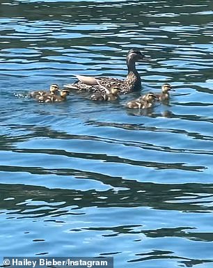 In a new video, the 30-year-old pop star pointed out a mother duck swimming with her ducklings and told Baldwin: 