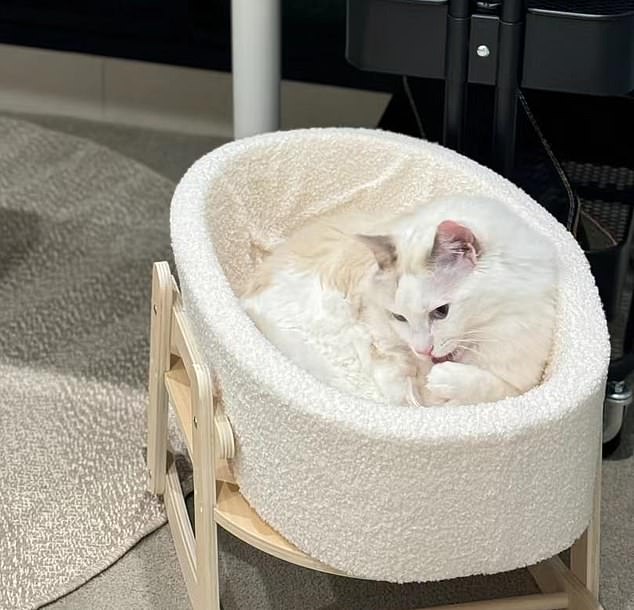 A woman recently shared images of her Ragdoll cat resting in the plush white crib.